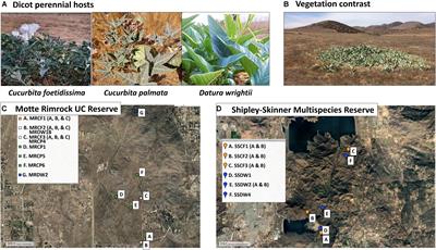 Addressing Research Needs in the Field of Plant Virus Ecology by Defining Knowledge Gaps and Developing Wild Dicot Study Systems